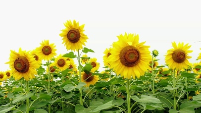 4K夏天蜜蜂向日葵花海