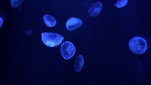 水母世界