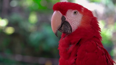 【桌面养鸟】艳丽多彩的金刚鹦鹉