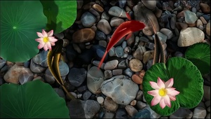 锦鲤荷花