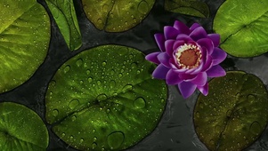 雨中荷花