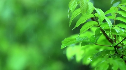 护眼雨中绿叶