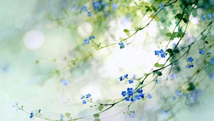 蓝花蔓影