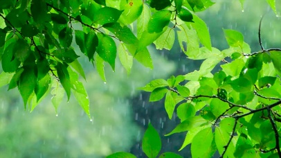 清晰绿叶雨