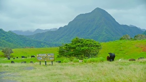 高山草原牛羊