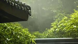 雨天树木带鱼屏