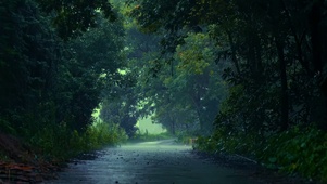 春季雨天小路