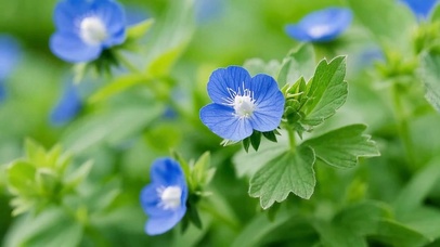 随风摇曳的小蓝花