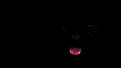 黑猫