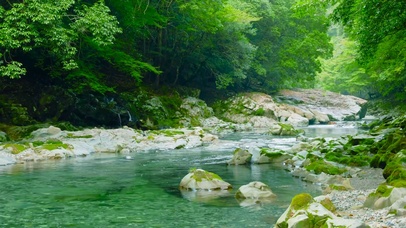 清新护眼绿林河流