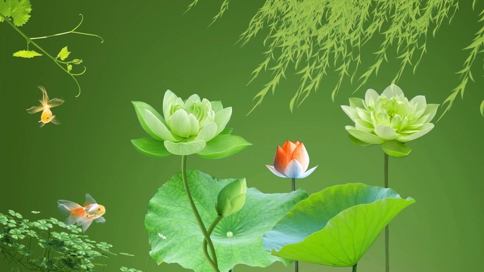 国风清新插画，中心是两朵浅绿色重瓣荷花与橙白渐变花苞，背景为渐变深绿色纯色，周边搭配垂柳、藤蔓与草丛。