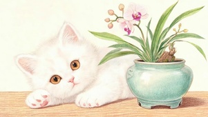 猫咪