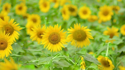 夏季唯美向日葵