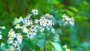 绿色植物花朵