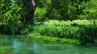 夏日护眼绿林流水