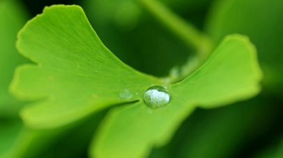 护眼雨打银杏叶
