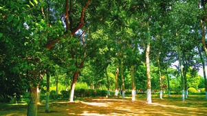 绿树成荫