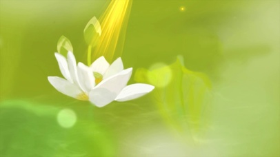 水中的那朵白莲