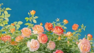 治愈小清新鲜花
