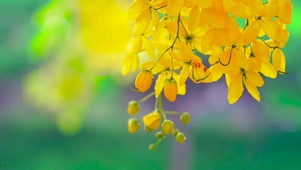 雨中清新小花 