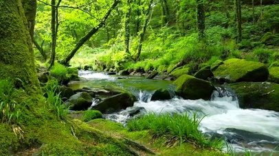 护眼绿林流水