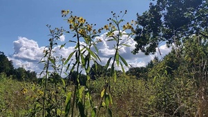 自然绿色风景