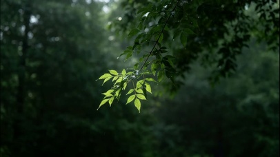 森林晴空骤雨！