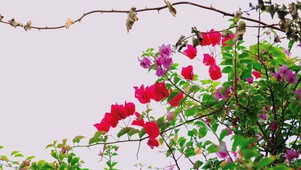唯美花朵绽放