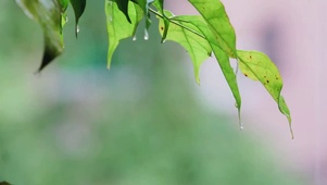 4k清晨雨水树叶露珠春天春雨