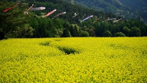 油菜花田