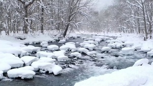 雪天树林流水