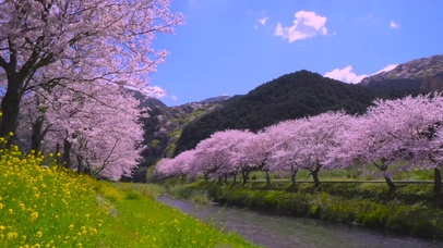 春天唯美樱花河岸