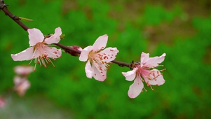 4K春天蜜蜂采蜜桃花自然风景