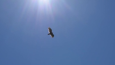 翱翔天际的老鹰