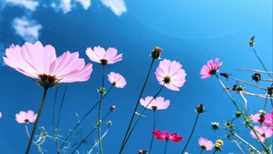 繁花似锦