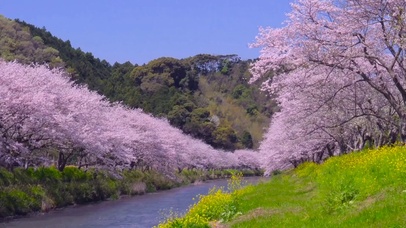 春天山下樱花河流