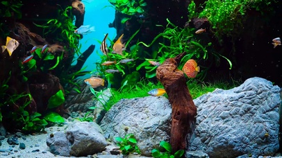 绿色护眼水草鱼