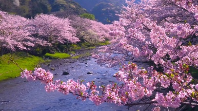 山间樱花流水