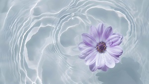 水中小花