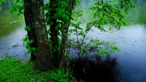 雨天湖边绿树