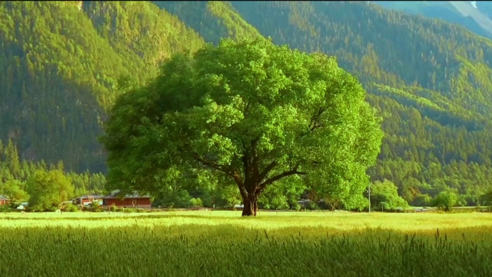 写实乡野风景，鲜绿草地中央立着一棵冠幅饱满的大树，背景是覆满密林的远山，暖金色晨光洒落画面。
