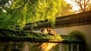 午后阳光治愈猫咪