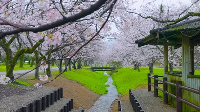 雨天樱花树林小溪
