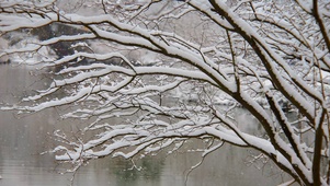 树枝雪景
