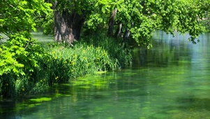夏日护眼绿树林流水
