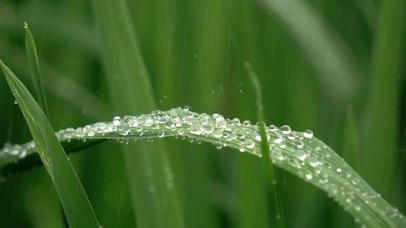 绿叶上的雨滴