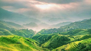 绿色草地鸟儿飞