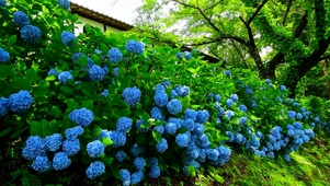 夏日紫阳花