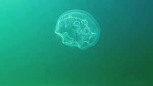 4K 高清 黑海动物区系水母