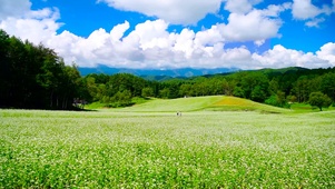 高山荞麦花